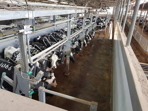 安樂福2019以色列奶牛高產(chǎn)探索之旅正式啟動 科技引領，共筑高效養(yǎng)殖新篇章