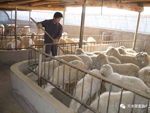 肉羊養(yǎng)殖實用技術第四章 肉羊的飼養(yǎng)管理技術 精準扶貧畜牧養(yǎng)殖技術培訓系列教材